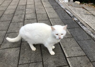 Katze, Angerberg (9/21)