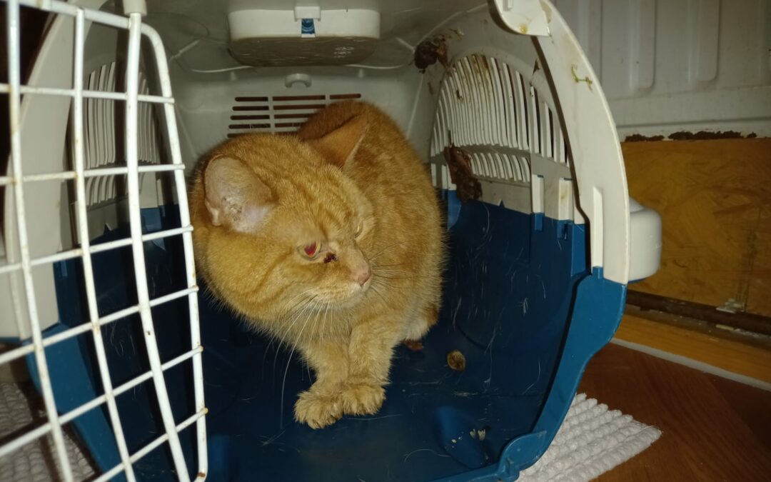 Katze Trixi, Wörgl (10/21)