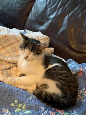 Fundkatze, Innsbruck10/21