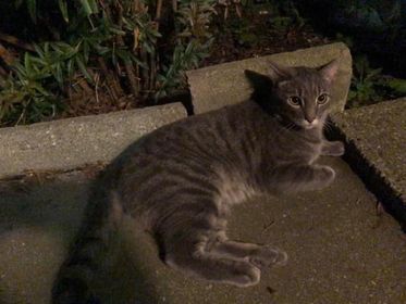 Sichtkatze, Innsbruck10/21