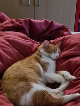Marley, Erpfendorf