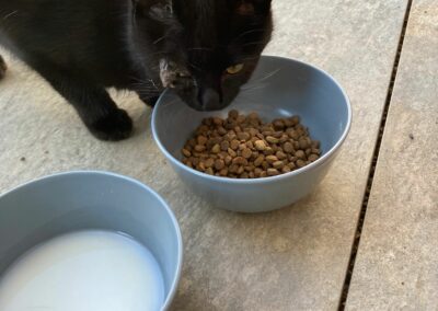 Katze, Kirchbichl (10/21)