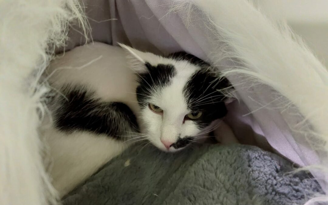 Fundkater Telfs10/21
