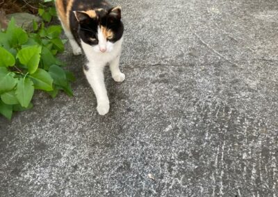 Lilli, Zams10/21