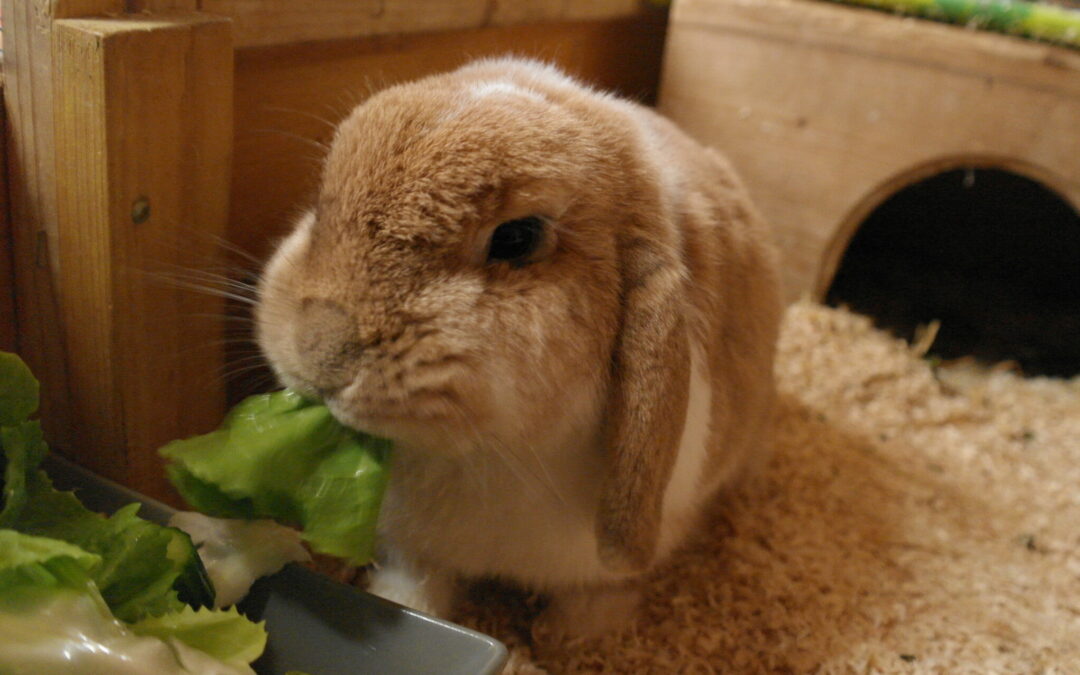 Otto (Innenhaltung)