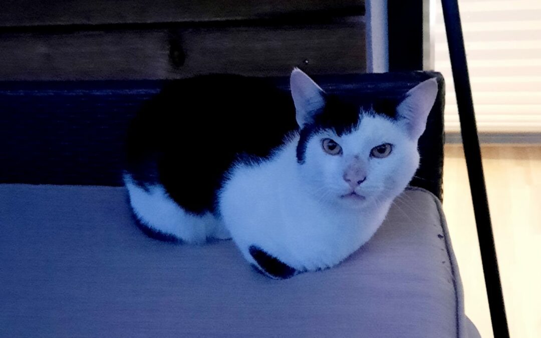 Kater, Radfeld (10/21)