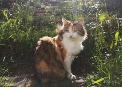 Ronja, Sistrans10/21