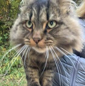 Fundkatze, Rum10/21