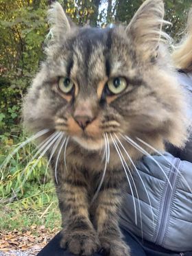 Fundkatze, Rum10/21