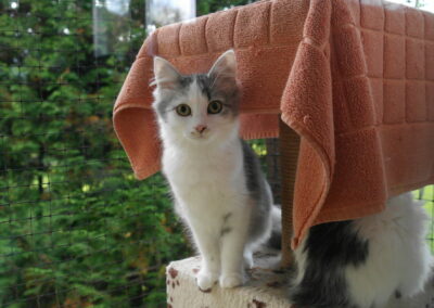 Freigänger Katze Tierheim