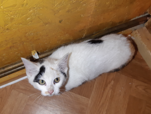 Katze, Scheffau (10/21)