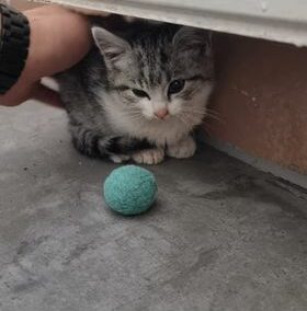 Katze, Schwoich (10/21)