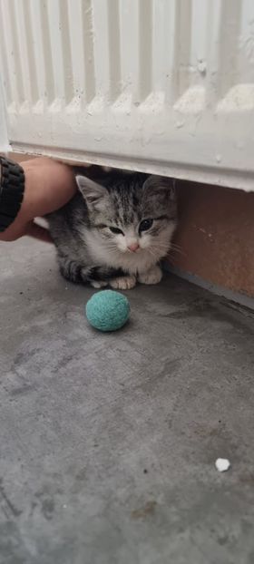 Katze, Schwoich (10/21)