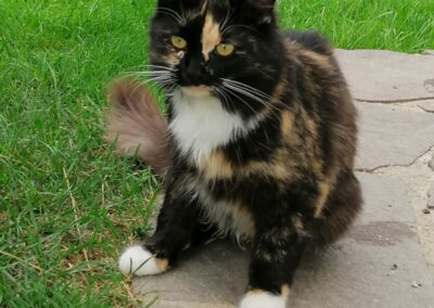 Sylvia, Langkampfen 10/21