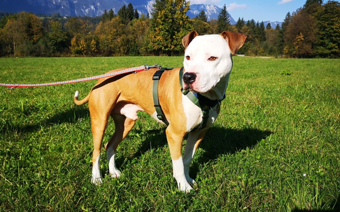 Timo