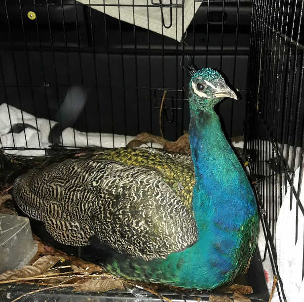 Pfau, Thiersee (10/21)