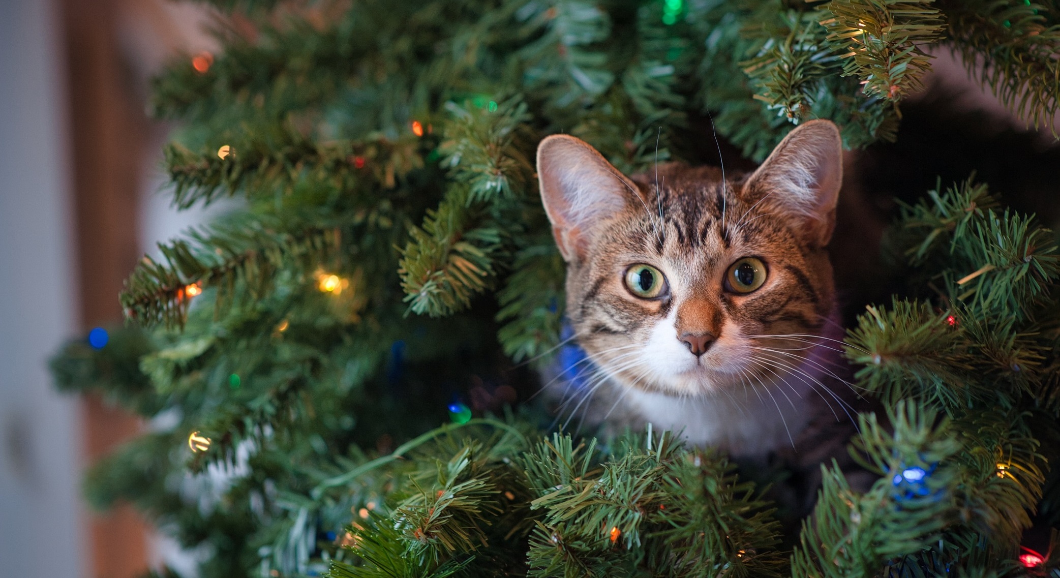 Weihnachtsaktion Katze und Hund kuscheln