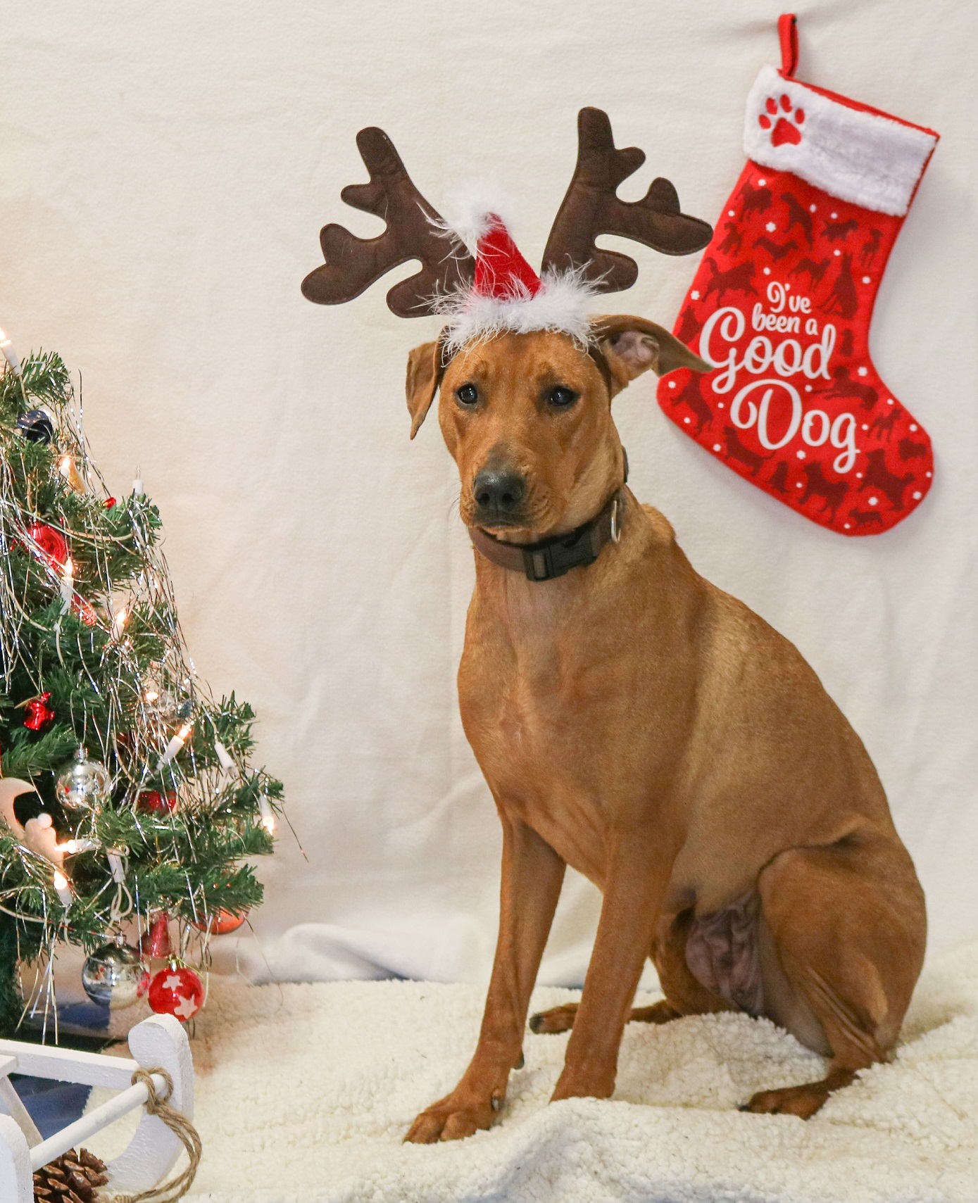 Weihnachtsaktion_Hund Vermisst/gefunden Symbolbild