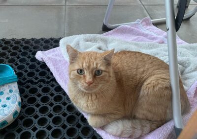 Katze, Wörgl (10/21)