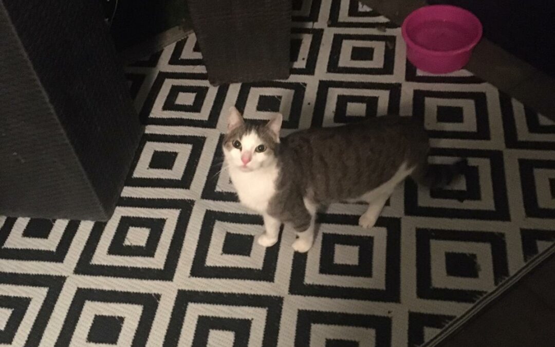 Katze, Wörgl (10/21)