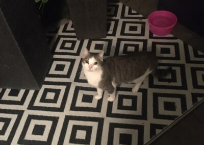 Katze, Wörgl (10/21)