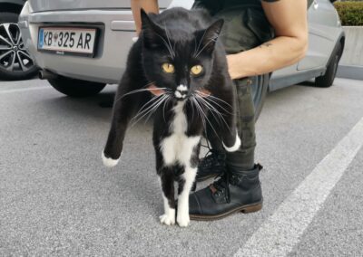 Katze, Wörgl (10/21)