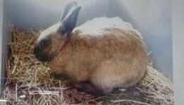 braunes Kaninchen, Brixlegg10/21