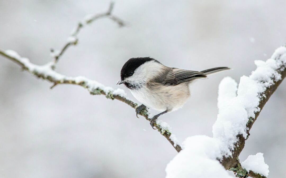 Vogelschutz in den Wintermonaten