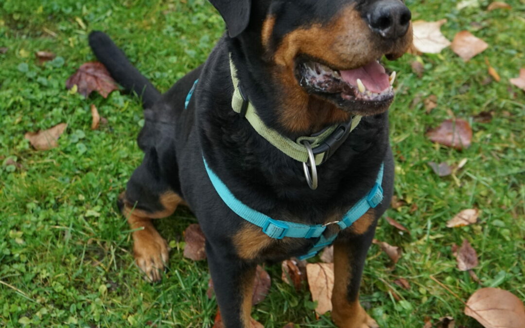 Ares