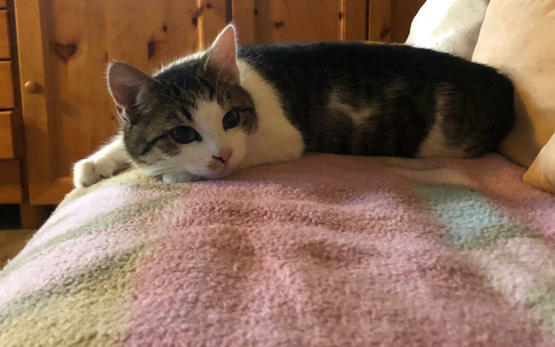 Katze, Bad Häring (11/21)