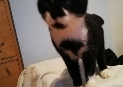 Katze, Brixen i.T. (11/21)