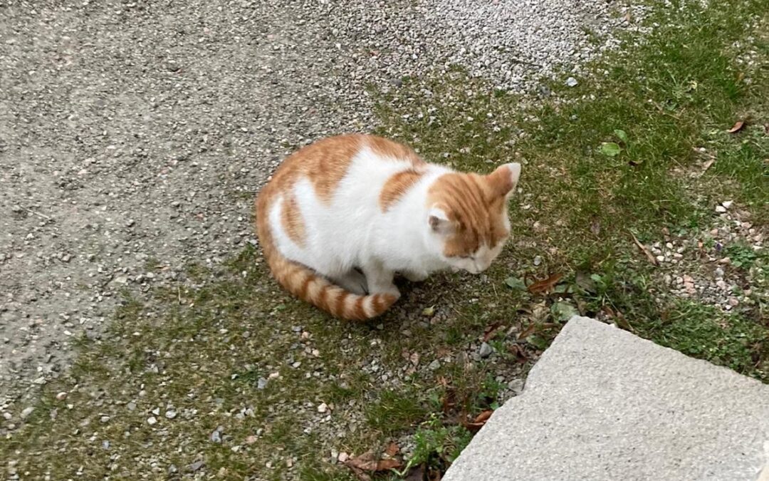 Katze, Brixlegg (11/21)