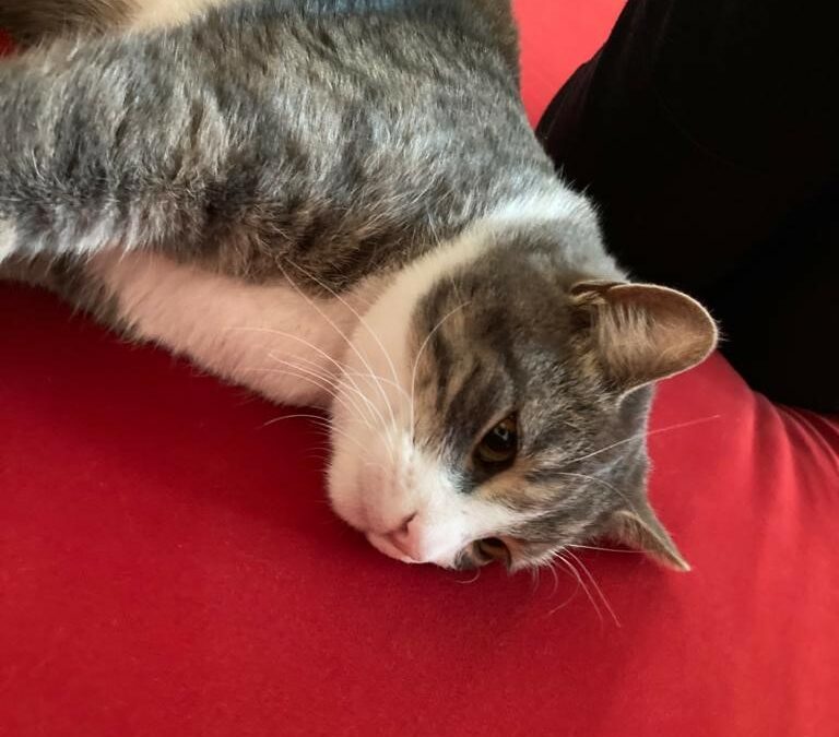 Kater, Völs22/11/21