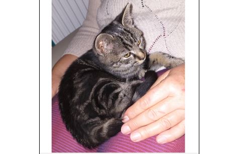 Fundkatze, Imst29/11/21