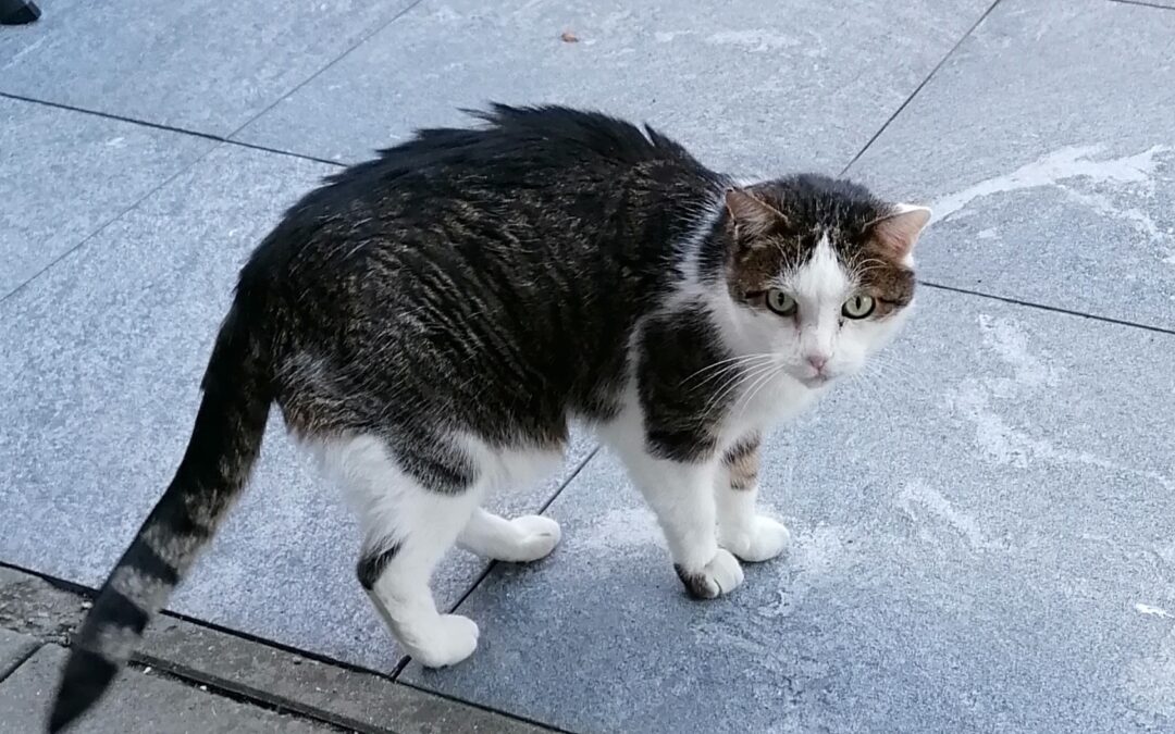 Fundkatze Innsbruck09/11/21