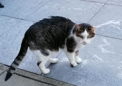 Fundkatze Innsbruck09/11/21