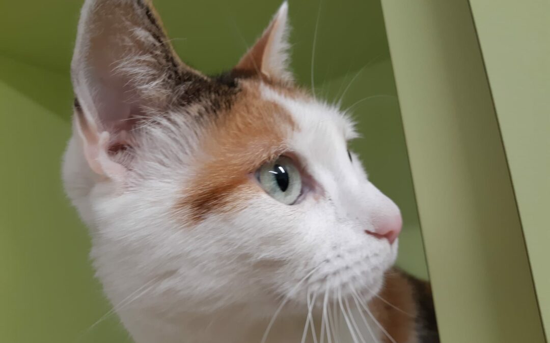 Fundkatze Innsbruck