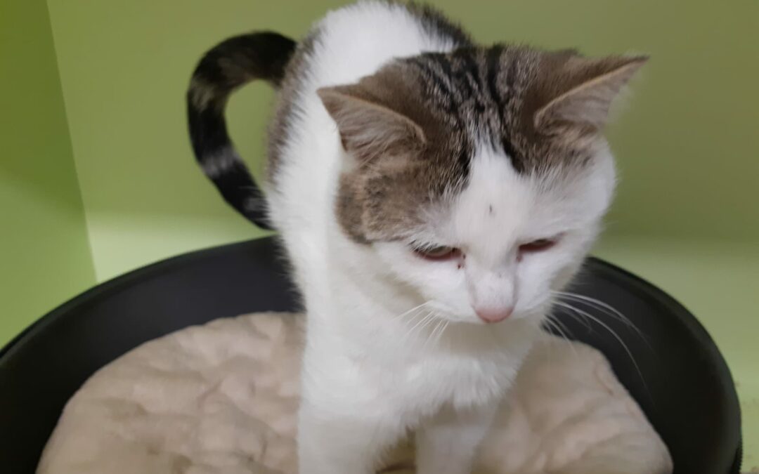 Katze gefunden, Pfunds03/11/21
