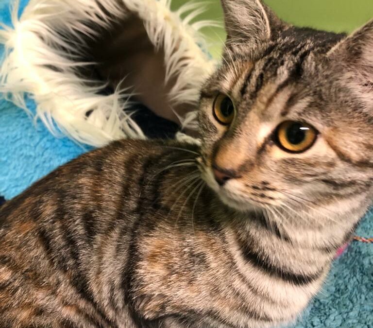 Fundkatze, Innsbruck19/11/21