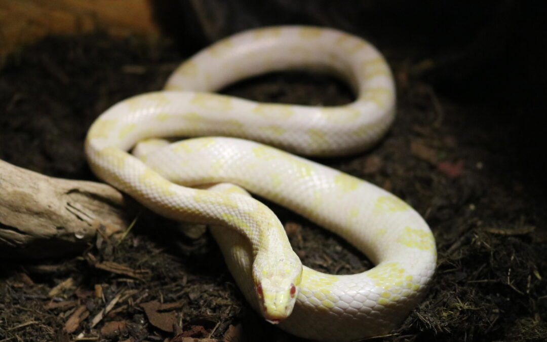 Noodle