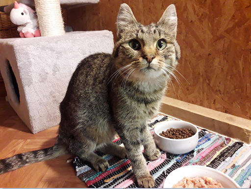Katze, Kramsach (11/21)
