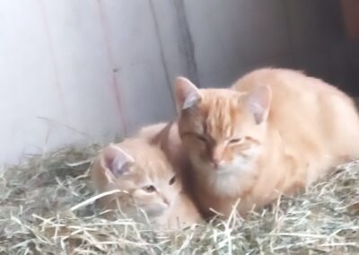 Katzen, Kufstein (11/21)