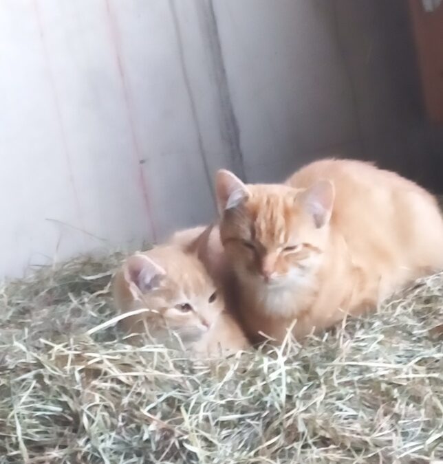 Katzen, Kufstein (11/21)