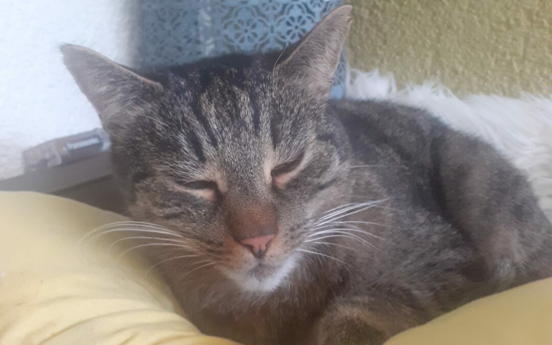 Katze, Kufstein (10/21)