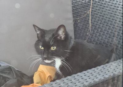 Katze, Kufstein (11/21)
