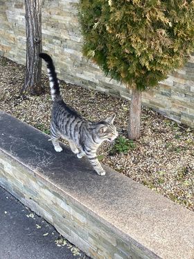 Fundkatze, Landeck17/11/21