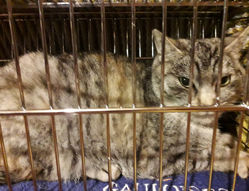 Katze, Langkampfen (11/21)