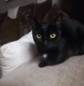 Katze, Telfs11/11/21