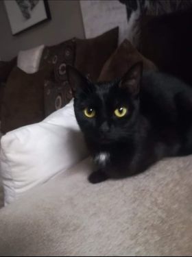 Katze, Telfs11/11/21