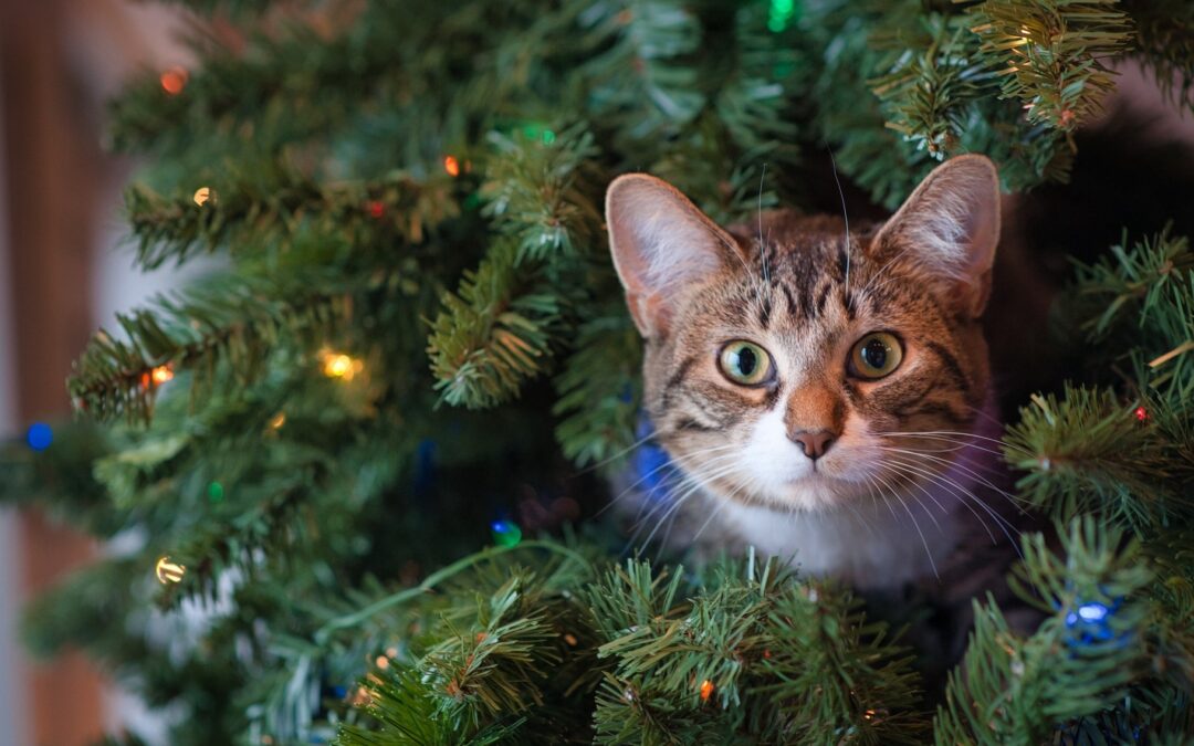 Die Tierschutzverein für Tirol Weihnachtsaktion